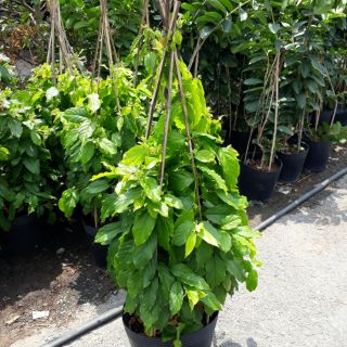 Cây 🌲 Dây ♌ leo Sử Quân Tử thơm
