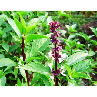 Hạt giống rau quế xanh