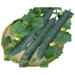 HẠT GIỐNG BÍ XANH SẶT