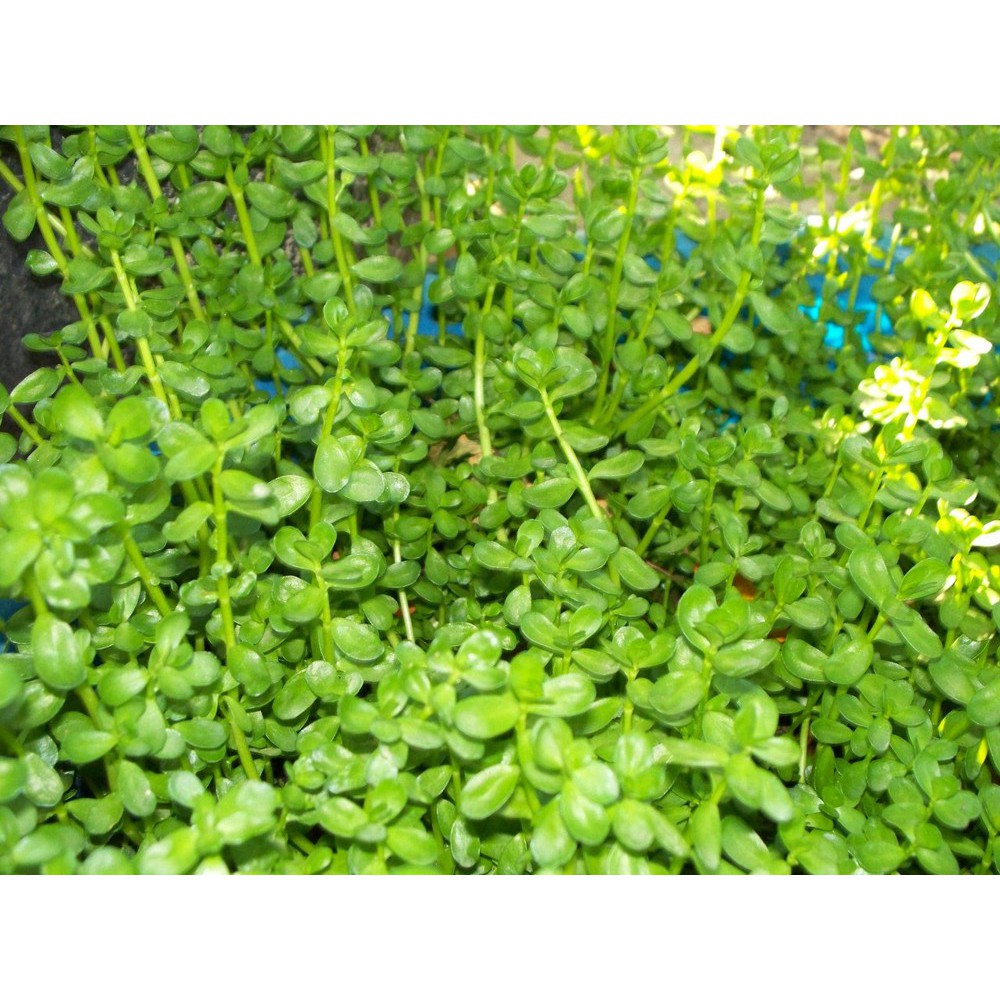 Cây Rau Đắng - Chậu Rau