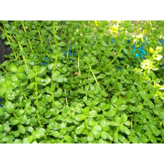 Cây Rau Đắng - Chậu Rau