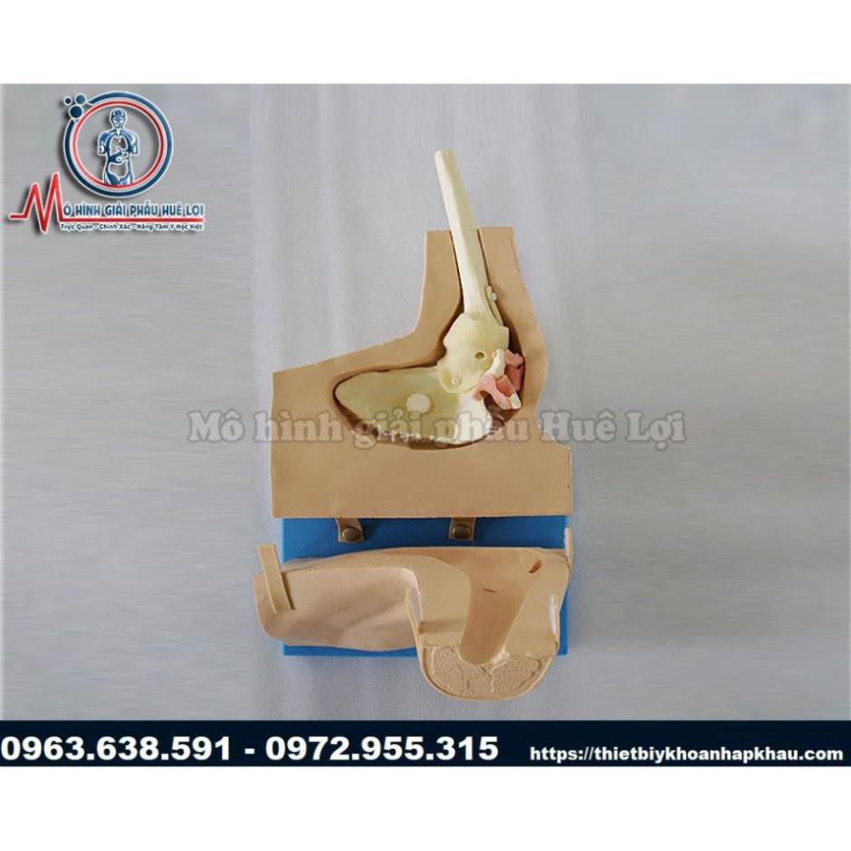 MÔ HÌNH ĐÀO TẠO PHẪU THUẬT NỘI SOI KHỚP VAI