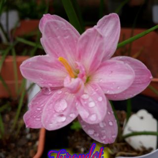 1 củ huệ mưa kép