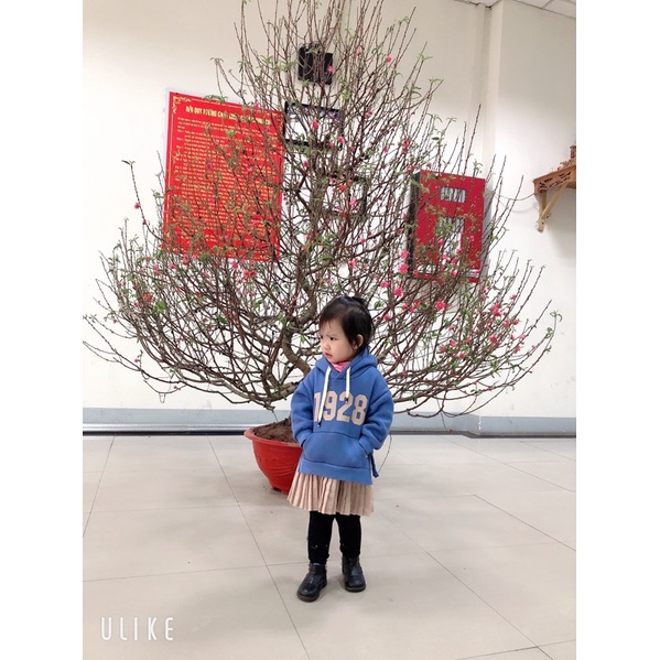 Váy nỉ  cho bé sz 15-17kg vừa