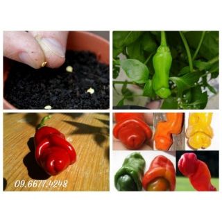 Hạt giống ớt cu tí