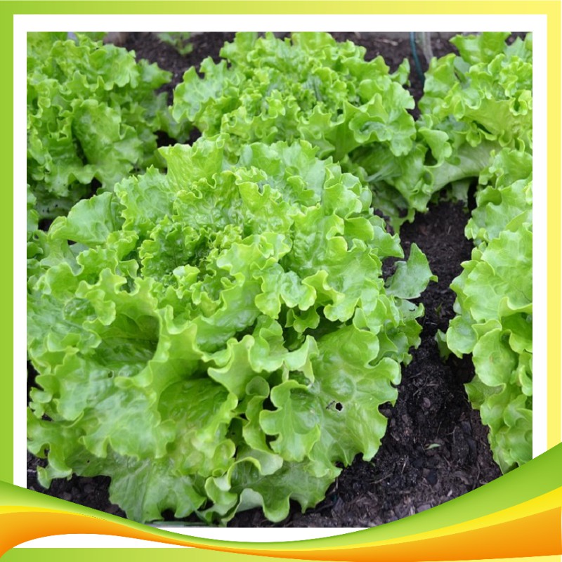 Hạt Giống Xà Lách Xoăn Xanh PD127 Phú Điền- Hạt giống rau củ quả Ngon Ngọt Giòn - Gói 5gr