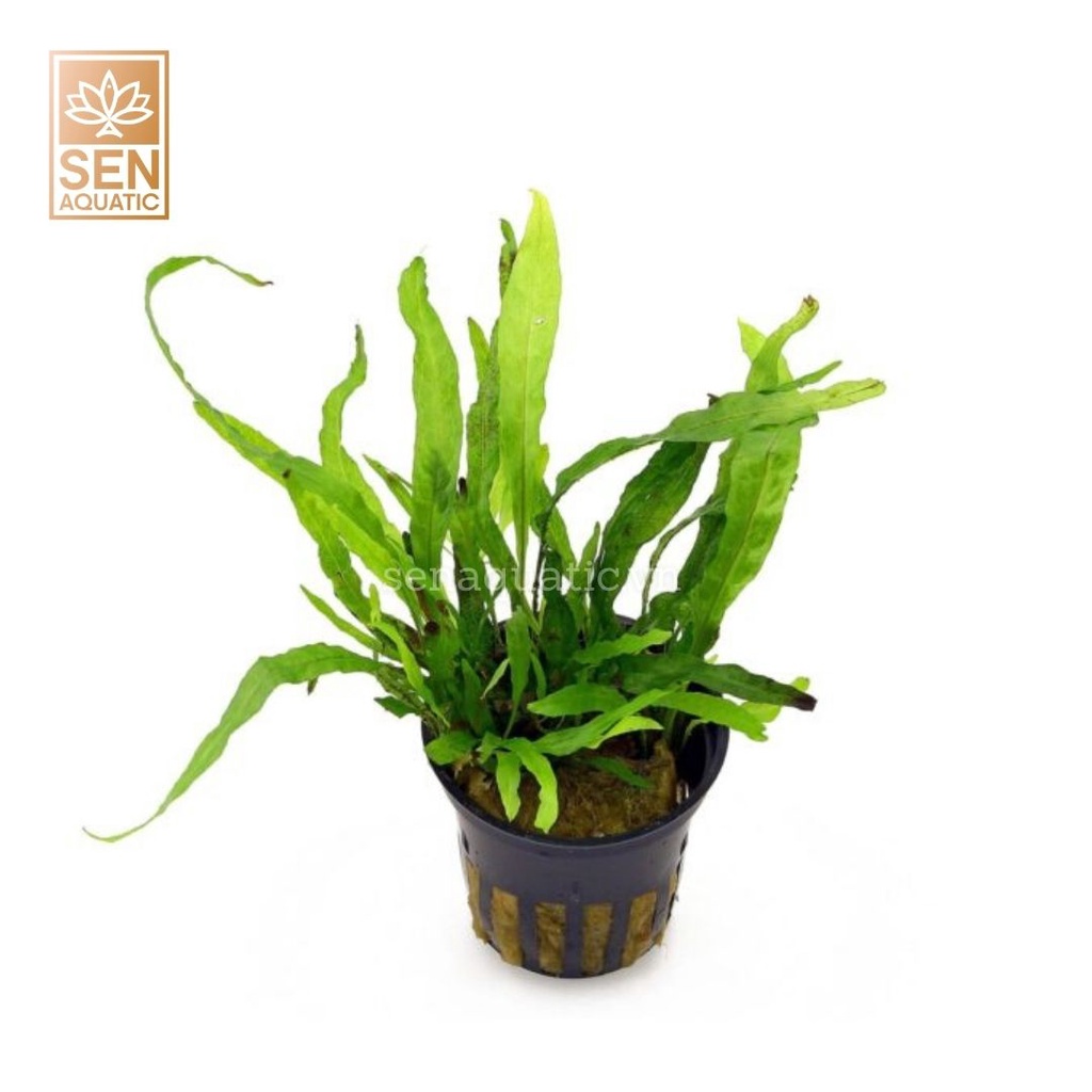 Cây Dương Xỉ Lá Hẹp