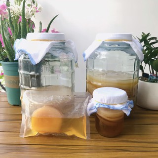 Con giống SCOBY và nước mồi ủ trà KOMBUCHA