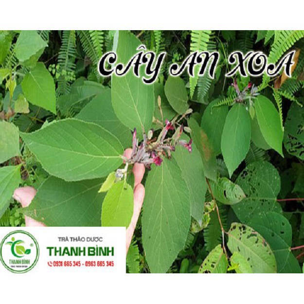 Cây An Xoa Khô 1Kg - Loại 1 Hàng Công Ty Uy Tín