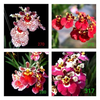 Hoa lan vũ nữ bút chì ( chọn màu)