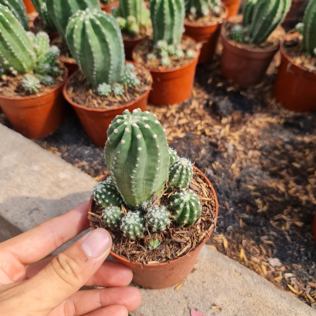 CÂY XƯƠNG RỒNG ECHINO ,, phong thuỷ để bàn mini GIÁ RẺ, lọc không khí, Cây Tươi Nguyên CTN0620