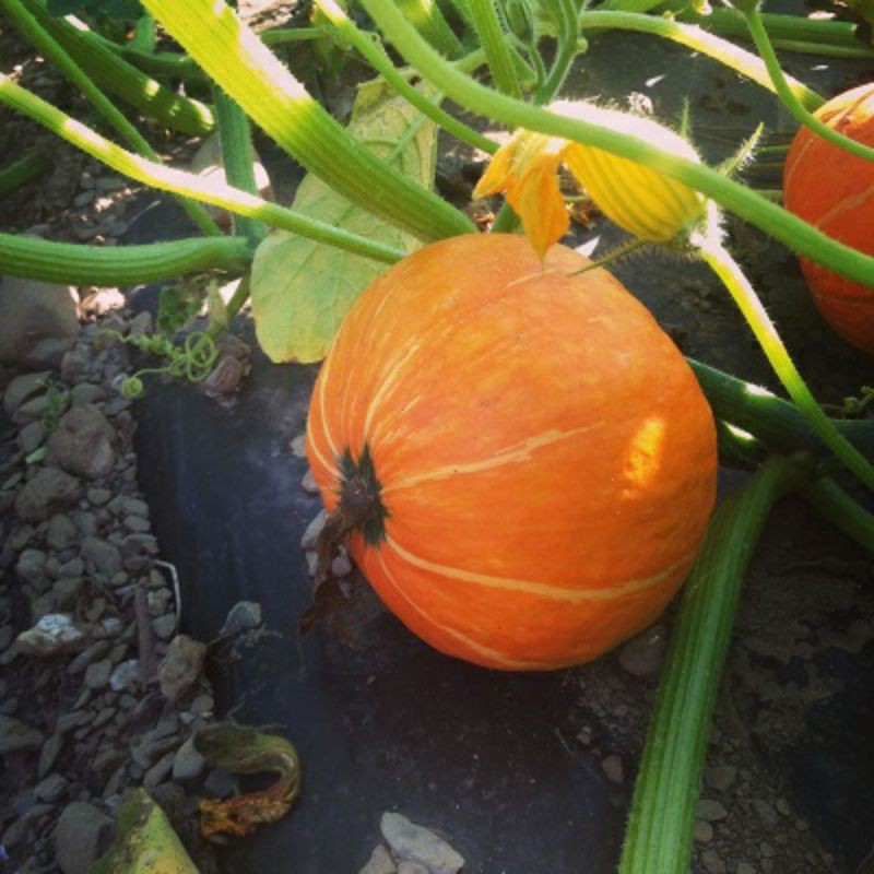 Hạt giống bí ngô mini