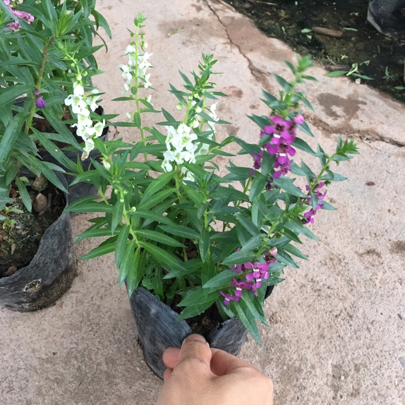 Cây Hoa Ngọc Hân  Bầu Cây Xum Đã Có Hoa