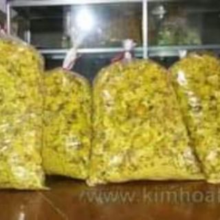 Cây giống trà hoa vàng