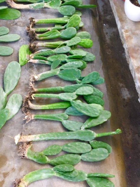 Xương rồng tai thỏ 60-80cm