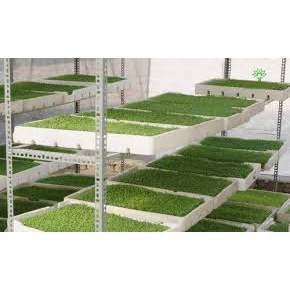 (Gói 1000 hạt)Hạt giống rau mầm xanhkháng bệnh tốt năng suất cao-Tổng kho hạt giống giá rẻ