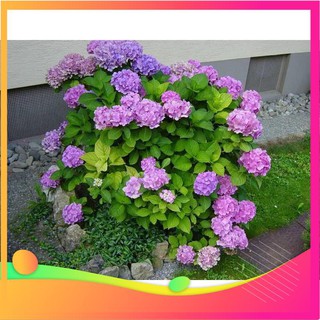 Hạt giống hoa cẩm tú cầu mix - 5 hạt vietgar