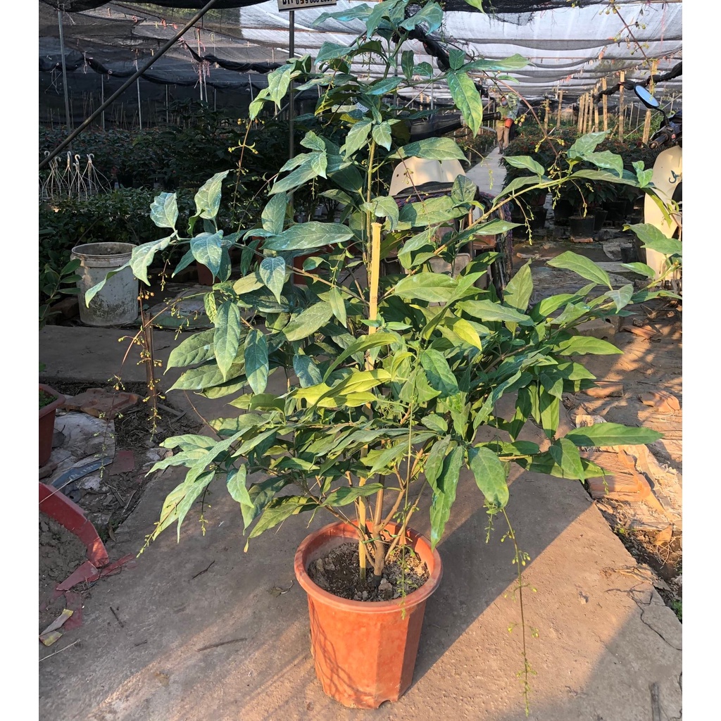 Cây dạ ngọc minh châu cây đang nhiều nụ hoa nhiều vào tết