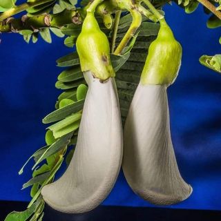 HẠT GIỐNG SO ĐŨA TRẮNG THÁI LAN
