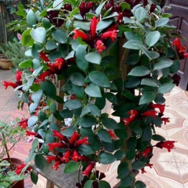 Cây 🌲 Lan Son Môi chậu treo