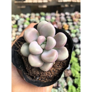 Sen đá sỏi hồng đà lạt size 6_8cm khỏe đẹp