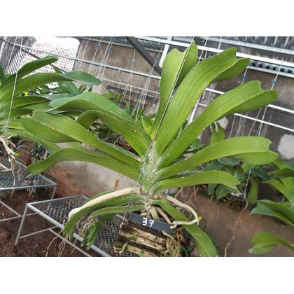 Hoa lan giáng hương ngọc điểm trắng