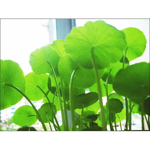 Hạt giống rau má 0.5gram