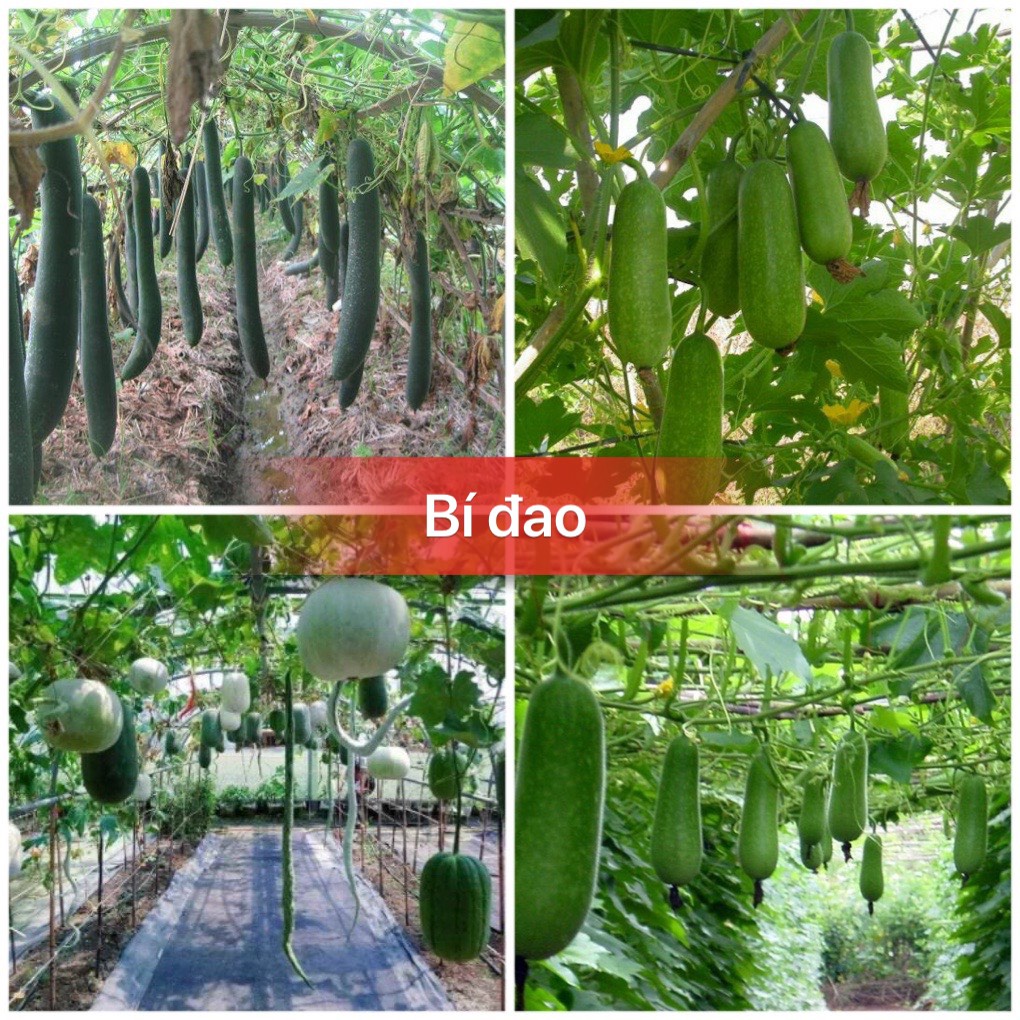 Hạt giống bí đao sặt/bí đao tròn/bi đao chanh cao sản F1