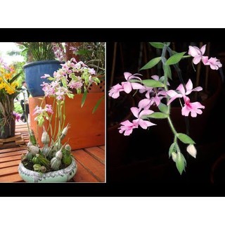 Củ địa lan bầu rượu -túy lan rừng campuchia