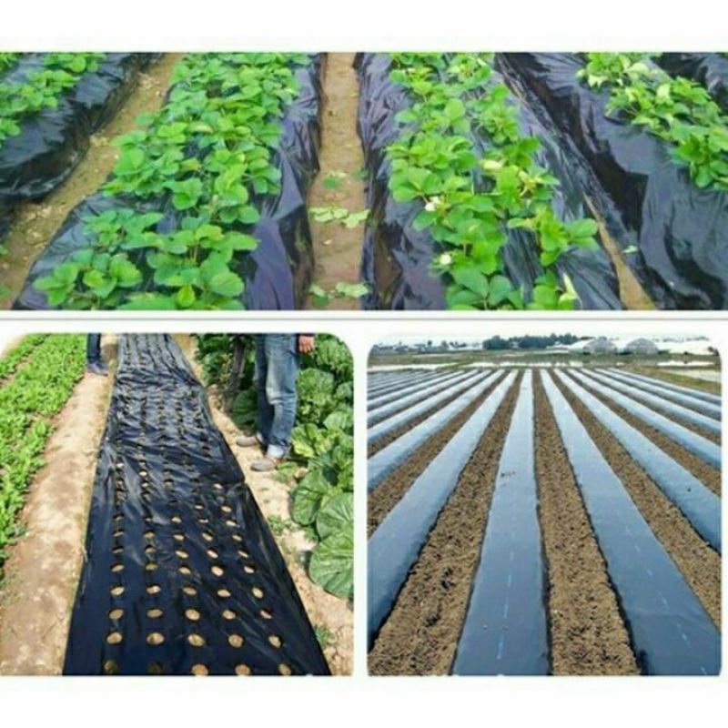 2KG màng phủ nông nghiệp loại 1,2 m×80m dai bền