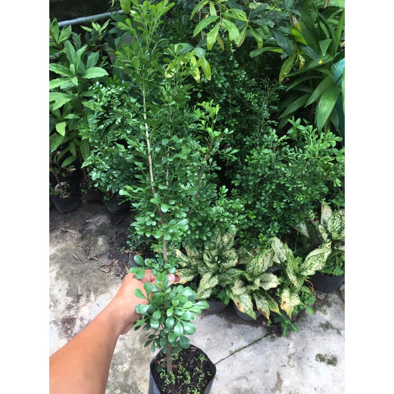 CÂY NGÂU GIỐNG-LÁ XANH XUM XUÊ