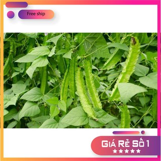 Hạt giống Đậu rồng (gói 10g)