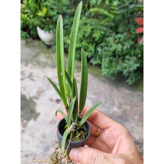 HOA LAN BRASS ĐUÔI CÔNG CÂY GIỐNG