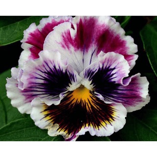 Hạt giống Hoa PANSY mix (100H)