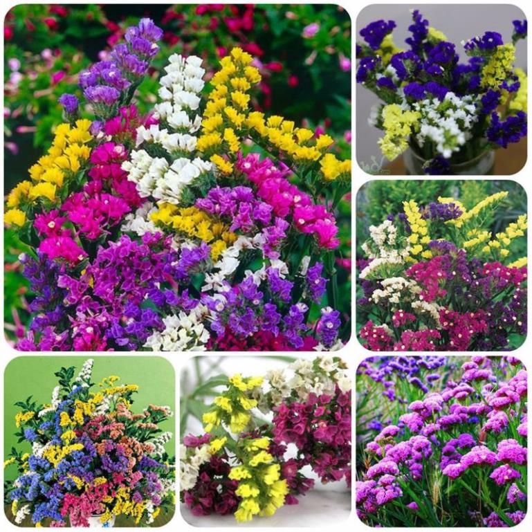 Hạt Giống Hoa Salem Mix 50 hạt