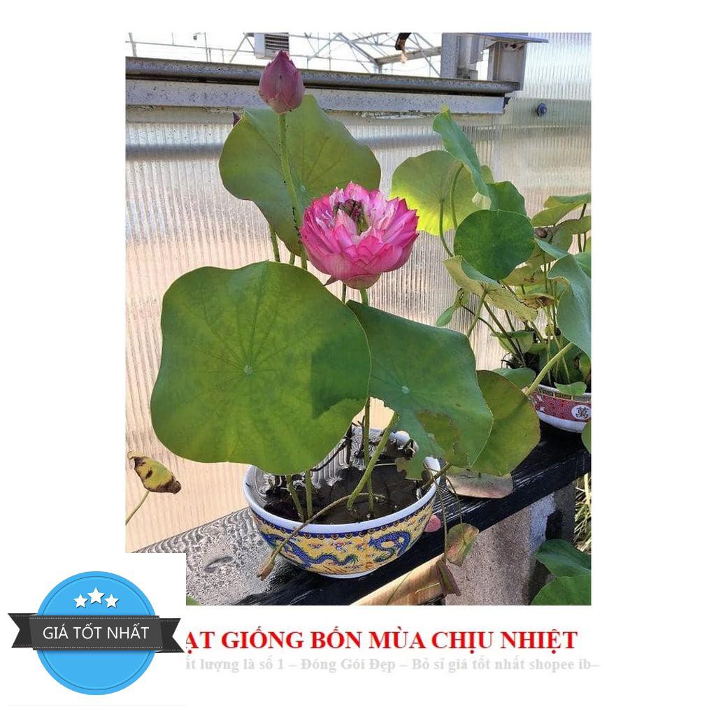 Hạt giống Hoa Sen Mini Nhật - Màu Ngẫu Nhiên Sen mini Nhật CAM KẾT NẢY > 90% - KO CÓ HẠT NỔI - 8 màu