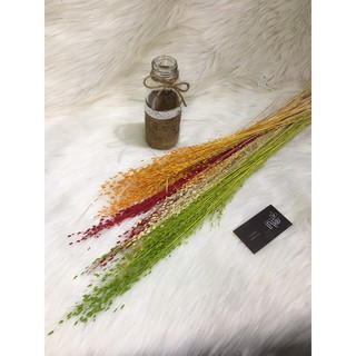 Trang trí ❤️CỎ HẠT MƯA KHÔ❤️ trang trí tiệc cưới vintage, Quà tặng