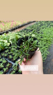 Sen đá gạc nai. Sừng nai