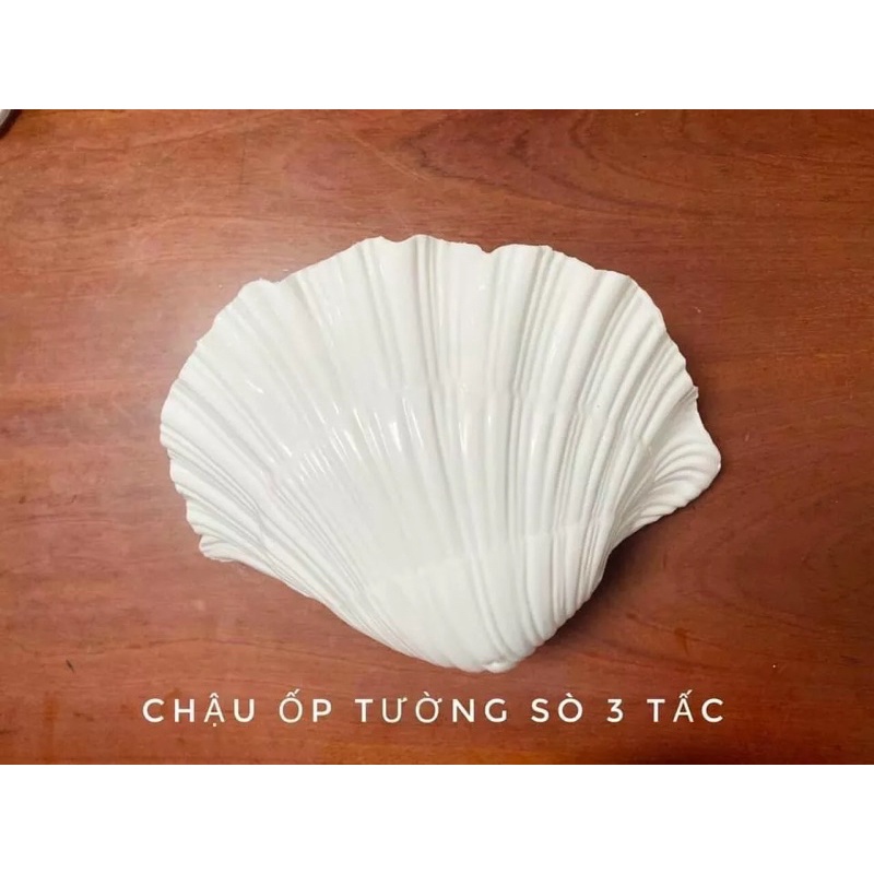 Chậu cây ốp tường hình vỏ sò trắng 30cmx18cm siêu đẹp