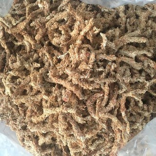 Dớn mềm chile, dớn sâu loại 1 trồng Lan/bẫy kẹp/nắp ấm 100gr .