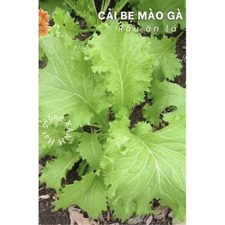 Hạt giống cải bẹ mào gà gói 20gr