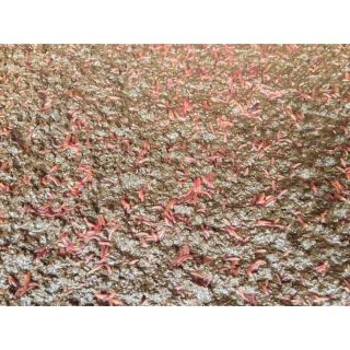 1kg phân Trùng Quế trồng cây 🌲
