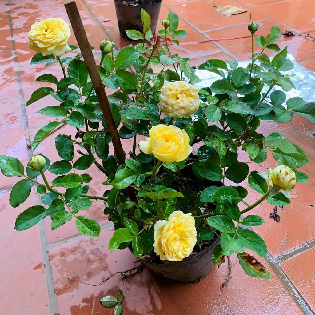 Hoa hồng ngoại Catalina rose – Sắc vàng tươi sáng chinh phục mọi tín đồ yêu hoa hồng-vườn Melinhrose