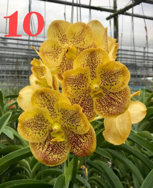 Hoa Lan: VANDA THÁI- COMBO 5 MÀU: 150K