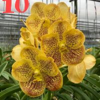 Hoa Lan: VANDA THÁI- COMBO 5 MÀU: 150K