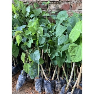 CÂY RAU BÒ KHAI ( cây dược liệu )