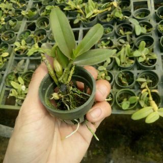 Trầm blue cây giống