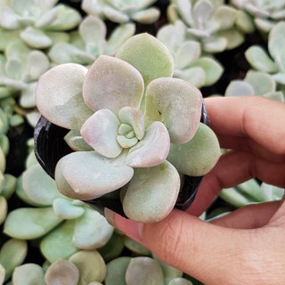 sen đá sen sỏi dẹt