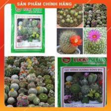 HẠT GIỐNG XƯƠNG RỒNG MIX GÓI 20 HẠT