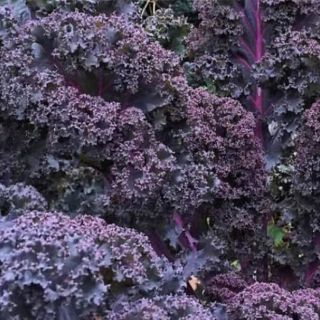 Hạt giống cải xoăn kale tím